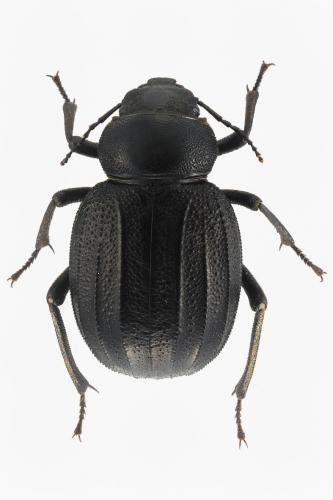 Pimelia grandis latastei